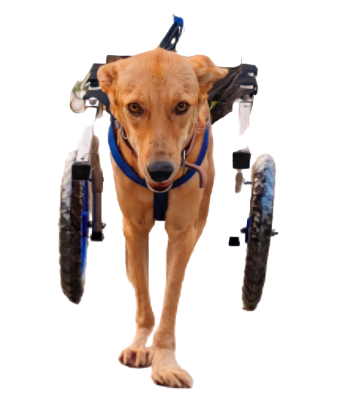 Dog with wheelchair image without background
