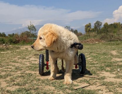 Picture of Dog Wheelchair for Puppies - Support and Mobility for Young Canines