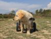 Cute Puppy walking With Puppy With Chair