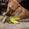 Dog Playing with Barkbutler Aly The Gator Toy