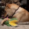 Dog Playing with Barkbutler Aly The Gator Toy