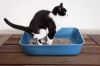 Cat using Litter Box