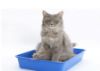 Cat with litter box