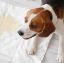 Dog with FOFOS Pet Pee Mat Small Size