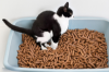 Cat using Litter Box