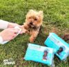 Human cleaning dog's paw with scrubby soap sponge