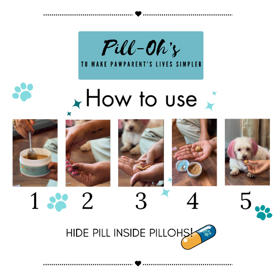 Shop the Best Pet Supplies Online Petofy Everything Pets