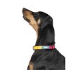 Zoomiez Solar Printed Dog Collar