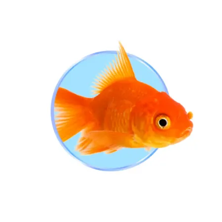 Picture for category Fish