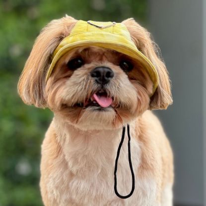 Dog wearing yellow colour Stylish Cap