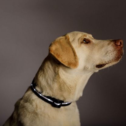 Dog wearing a black colour Nylon LED Safety Collar