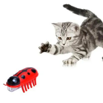 A cute kitten trying to catch a red colour Vibrating Bugs Toy 
