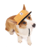 Dog wearing Classic Pet Hat Top View