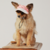 Dog wear a gg print cap and sitting on a table, front view